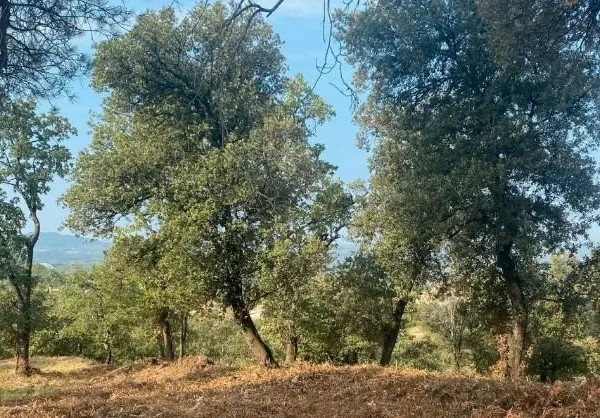 Terrain 313 m² Mondragon 