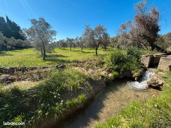 Terrain d'Olivier Très Très rare situé à Maussane les Alpilles, au pied des Beaux de Provence en bor