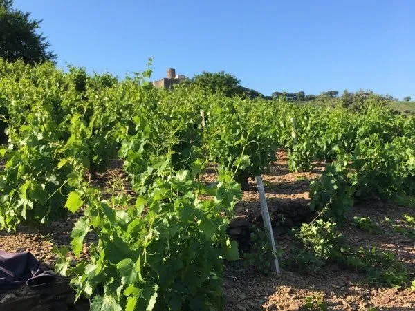 Vigne AOP Collioure