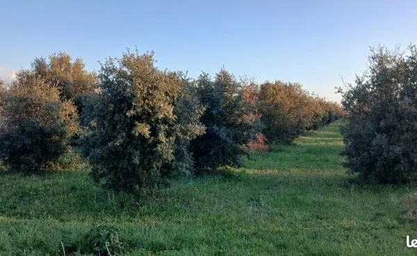 Plantation truffiere 550 arbres