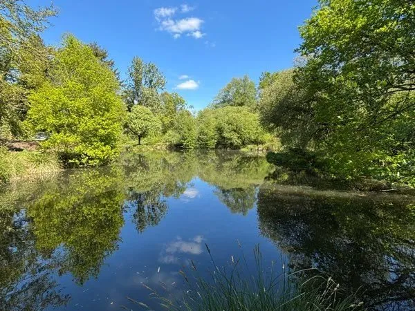 Étang forêt