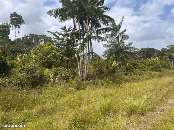 🌿 Terrain agricole 2,14 ha - Macouria (Savane Trois Rois)