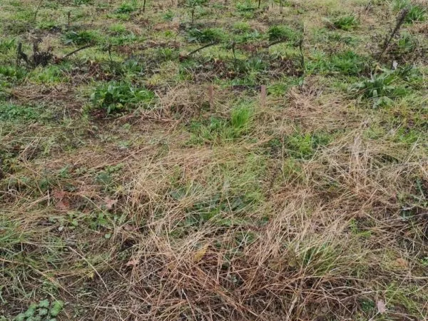 Terrain 597 m²