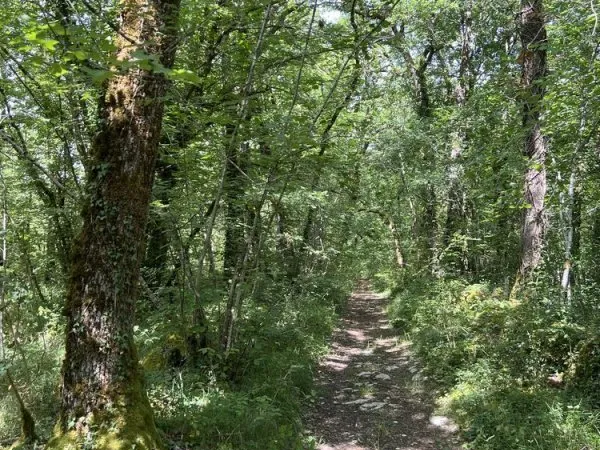 Parcelles boisée