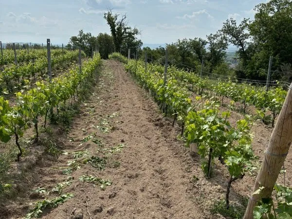 Parcelle vigne AOC Crozes Hermitage