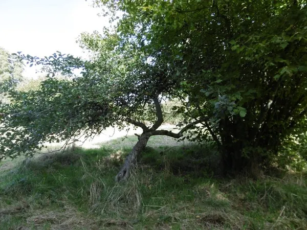 Terrain à bâtir Vente Flavigny   28000€