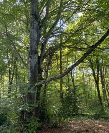 Terrain boisé