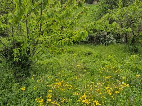 Terrain de loisirs