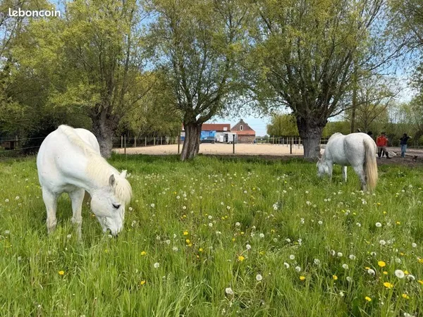 Maison / ideale amoureux Chevaux