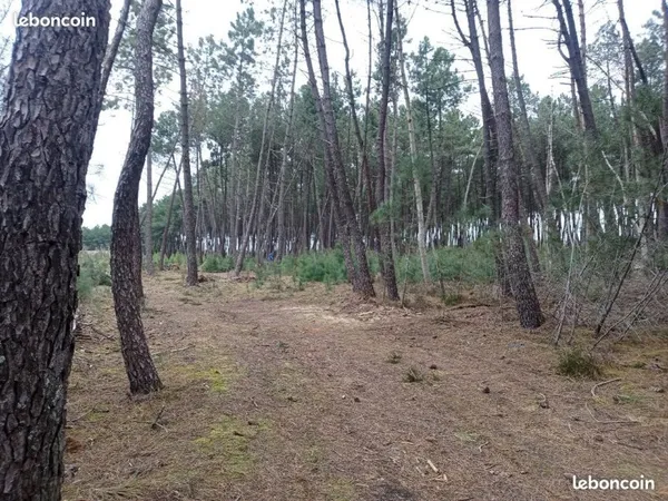 Sapinière, terrain de loisirs