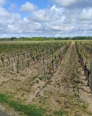 Terrain 32000 m² SAVIGNY-EN-VERON