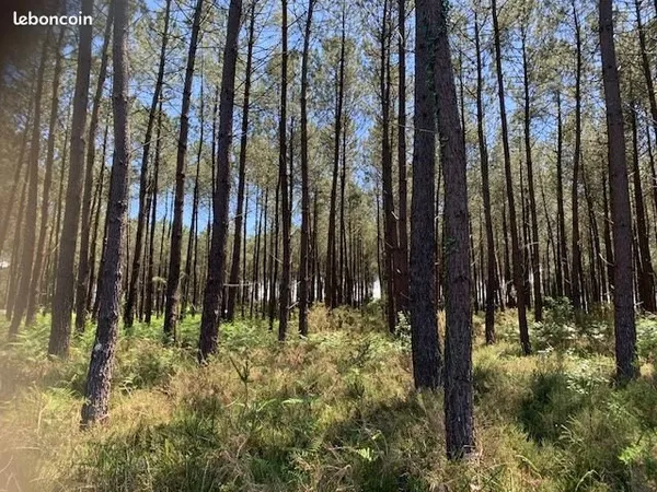 Terrain 1500 m² Soustons