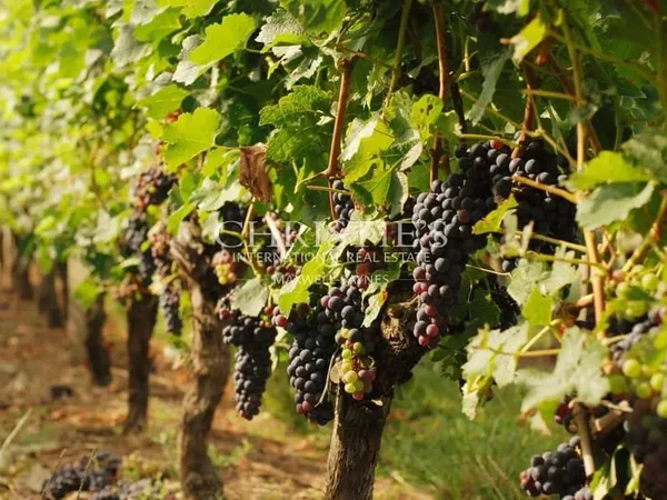 A vendre - Parcelle de vignes en Aop Bordeaux avec bâtiment agricole - Entre-Deux-mer