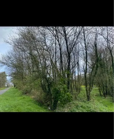 Terrain boisé