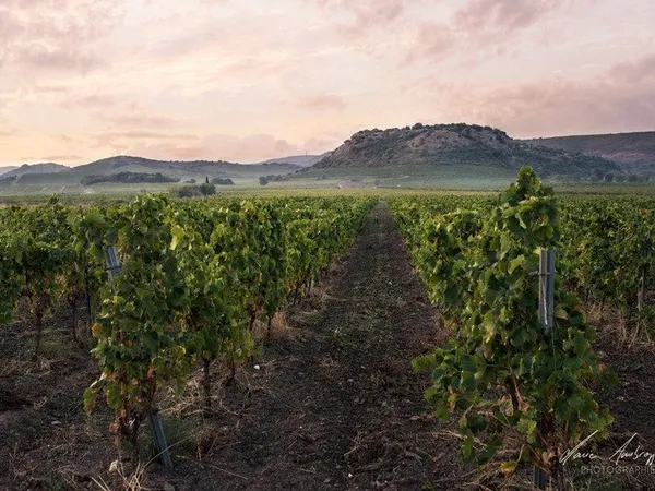 Propriete viticole bio AOP Faugères à vendre ROQUESSELS (34) 9,8ha de vignes 28ha de landes caves 57
