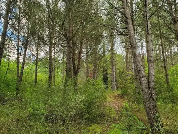 A vendre magnifique terrain bordé par un ruisseau au milieu des bois avec une bâtisse