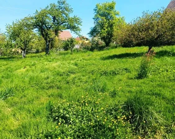 Terrain 608 m² Hirtzbach