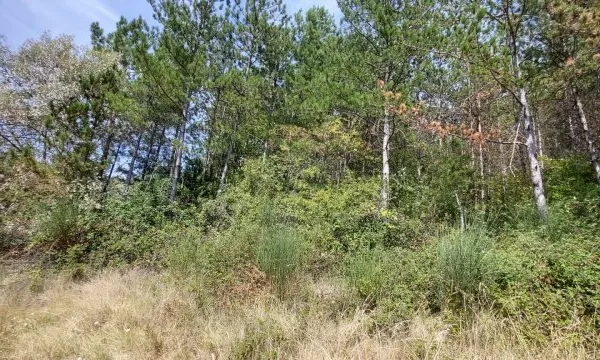 Terrain 37700 m²