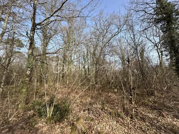 Terrain boisé non constructible - La Clotte