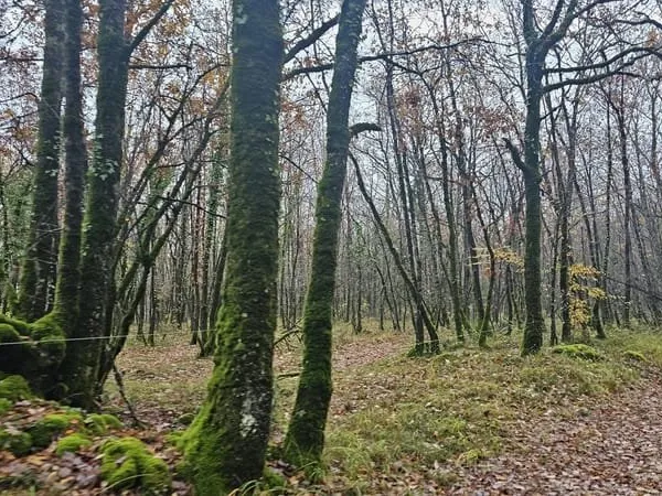 Terrain boisé - forêt