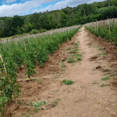 Terrain a ventre