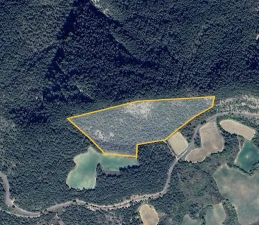 Terrain boisé