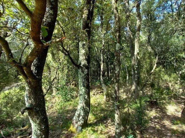 BOIS, LANDES, TAILLIS,