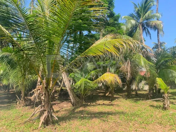 Cayenne, terrain constructible