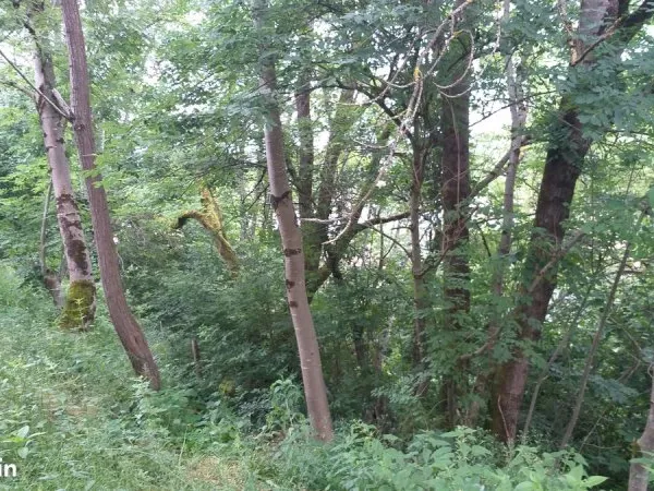 Terrain d'agrément
