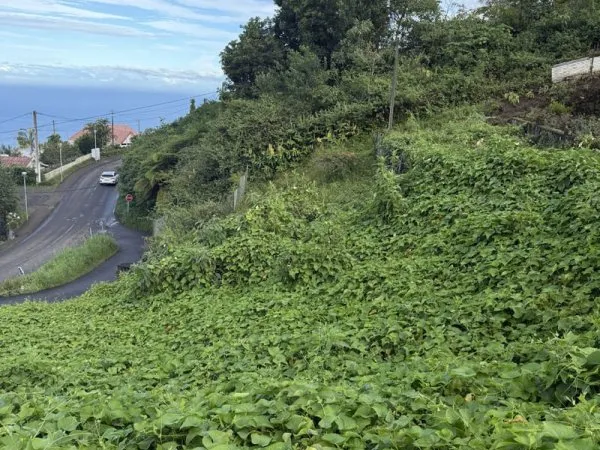 À VENDRE Terrain à bâtir à La Chaloupe Saint-Leu 420 m2