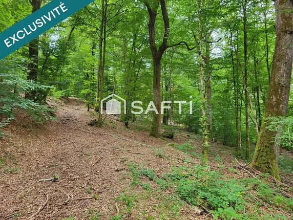 Parcelle boisée de 4 217 m²