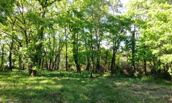 Terrain constructible boise 2980m2