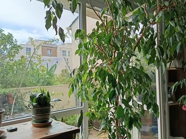 Chambre dans un appartement
