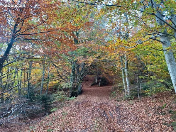 Forêt Ardèche du nord