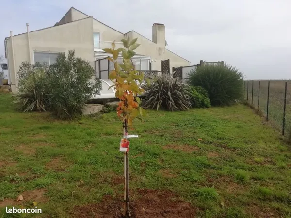 Maison près des plages