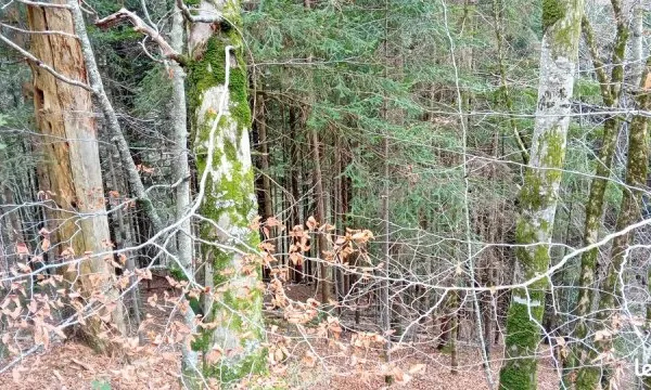 Bois sur terrain forestier