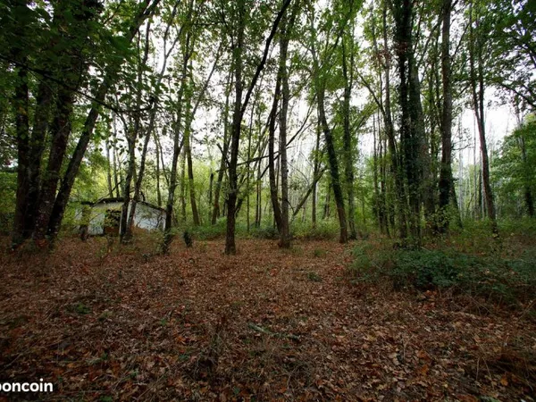 9,5 hectares de forêt avec ruine et ruisseau