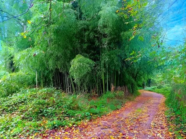 Terrain