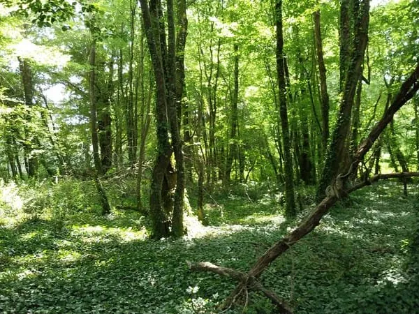 Point d'eau avec Terrain boisé - Périgord Vert