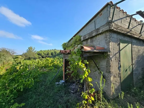 Vignes actives à Collioure 24410 m2