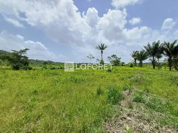 Terrain Agricole Montsinéry-Tonnegrande 18 649 m2