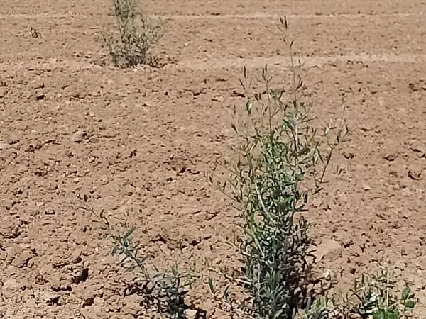 Vend terrain agricole