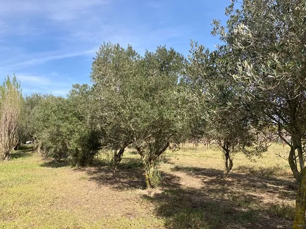 Terrain Domaine agricole 2934 m2 - Proche Argeles sur Mer (66)