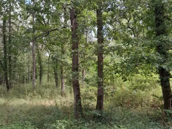 PARCELLE DE BOIS - POLIGNY - 77