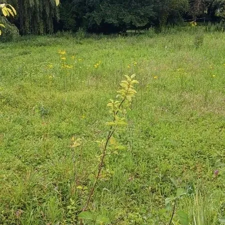 Jardin La Couronne