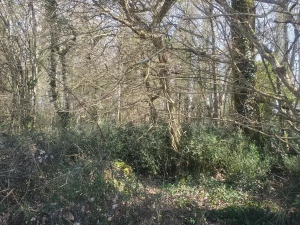 Location terrain boisé