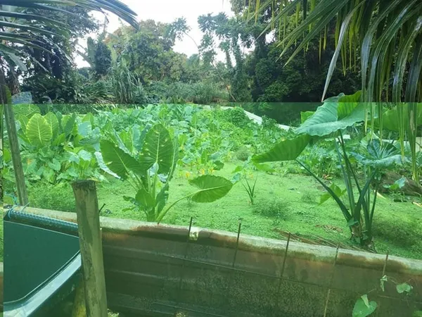 Terrain 500 m2 a vendre au gros -morne