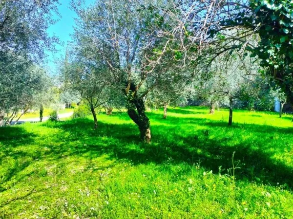 Terrain 1000 m²