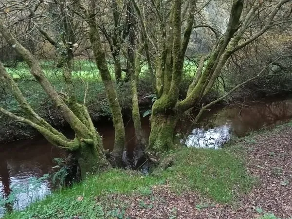 Terrain à Burby