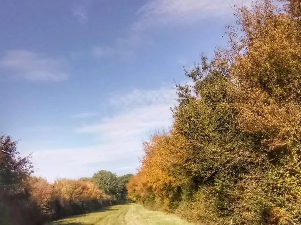 Forêt de chasse de 69 hectares à BENON